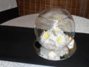 DA.4  Table Centre concepts - Variations on a Glass Fish Bowl - Frangipani Floral